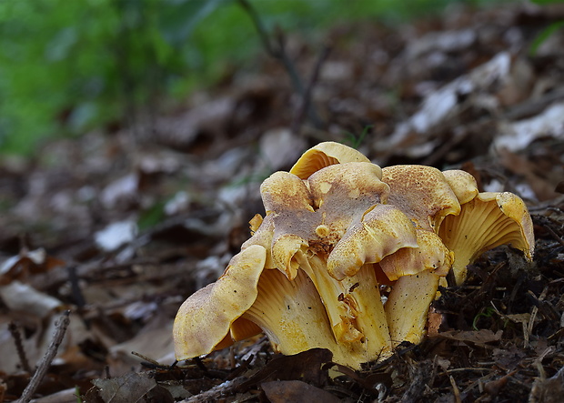 kuriatko jedlé ametystové Cantharellus amethysteus (Quél.) Sacc.