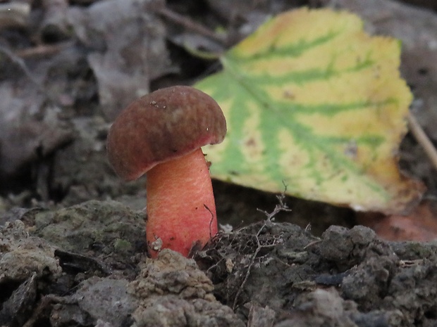 suchohríb karmínový Hortiboletus rubellus (Krombh.) Simonini, Vizzini & Gelardi