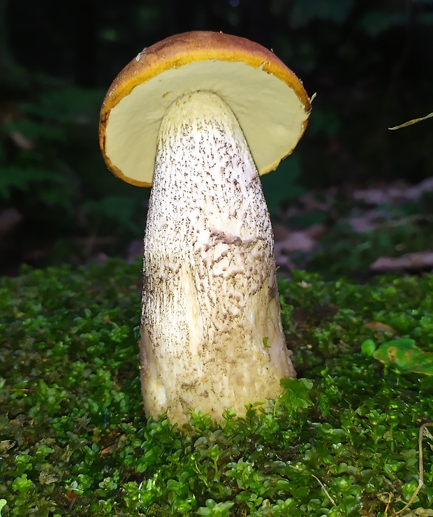 kozák osikový Leccinum albostipitatum den Bakker & Noordel.