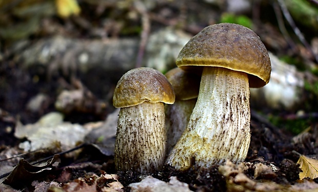 kozák Leccinum sp.