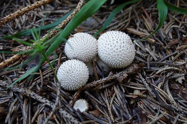 prášnica bradavičnatá Lycoperdon perlatum Pers.