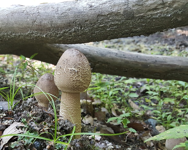 bedľa vysoká Macrolepiota procera (Scop.) Singer