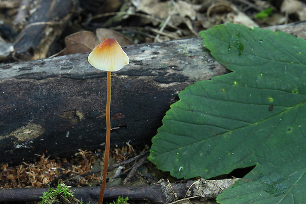 prilbička šafranová Mycena crocata (Schrad.) P. Kumm.