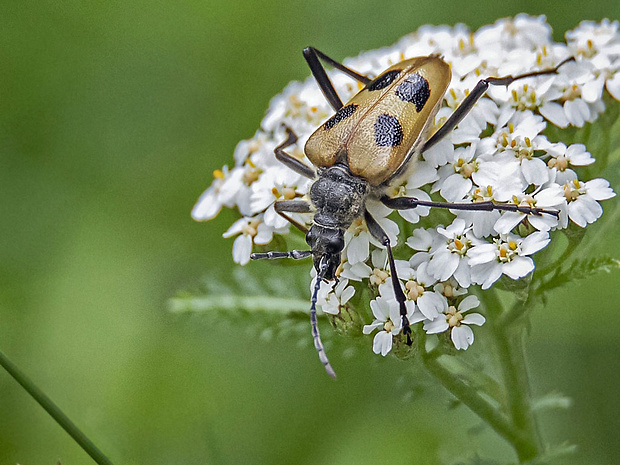 fuzáč štvorškvrnný  Pachyta quadrimaculata