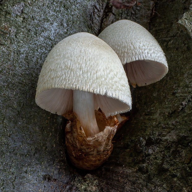 pošvovec stromový Volvariella bombycina (Schaeff.) Singer