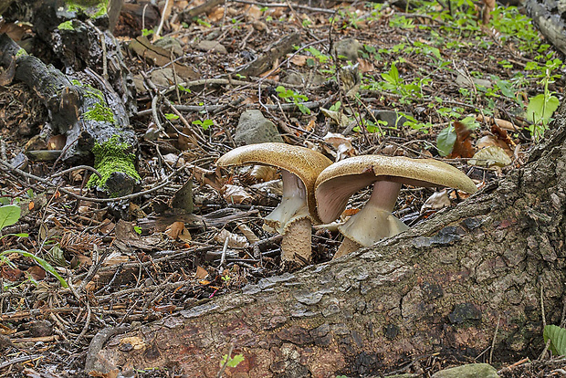 pečiarka obrovská Agaricus augustus Fr.