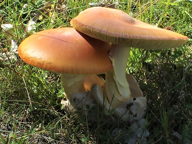 muchotrávka cisárska Amanita caesarea (Scop.) Pers.