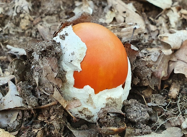 muchotrávka cisárska Amanita caesarea (Scop.) Pers.