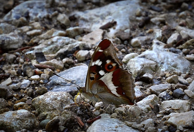 dúhovec väčší (sk) / batolec duhový (cz) Apatura iris (Linnaeus, 1758)