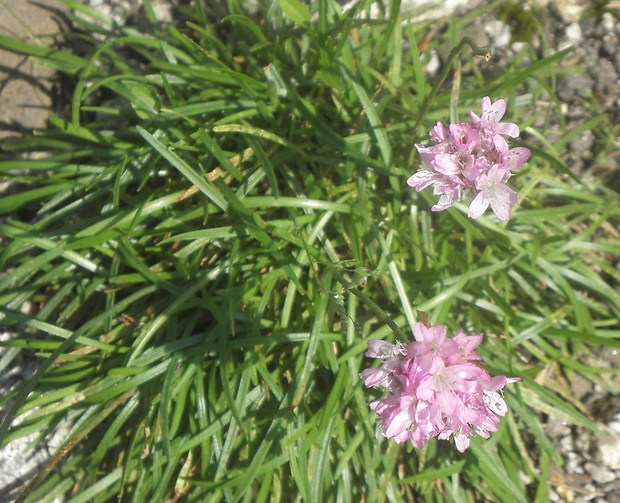 trávnička alpínska Armeria alpina Willd.