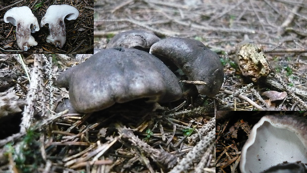 hrboľnačka černastá Boletopsis leucomelaena (Pers.) Fayod