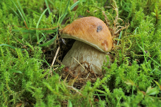 hríb smrekový Boletus edulis Bull.