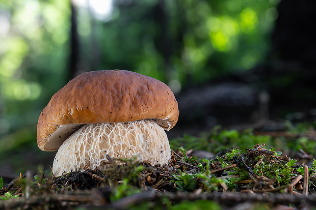 hríb smrekový Boletus edulis Bull.