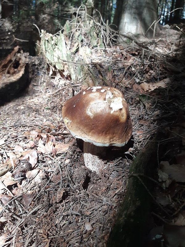 hríb smrekový Boletus edulis Bull.