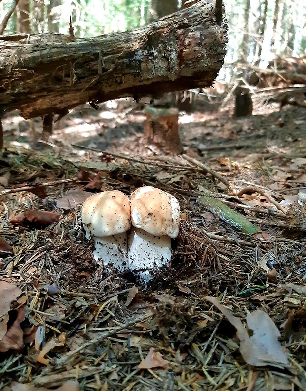 hríb smrekový Boletus edulis Bull.