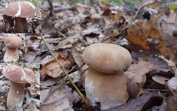 hríb dubový Boletus reticulatus Schaeff.