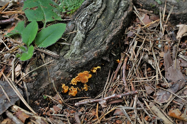 kuriatko žltohnedé Cantharellus lutescens Fr.