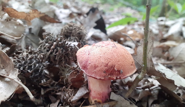 rubínovec obyčajný Chalciporus rubinus (W.G. Sm.) Singer