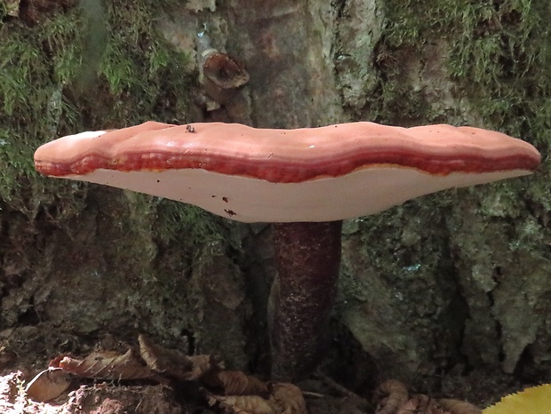 lesklokôrovka obyčajná Ganoderma lucidum (Curtis) P. Karst.