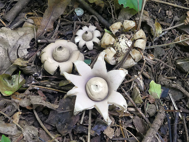 hviezdovka fľaškovitá Geastrum lageniforme Vittad.