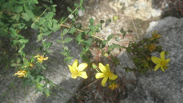 ľubovník škvrnitý Hypericum maculatum Crantz