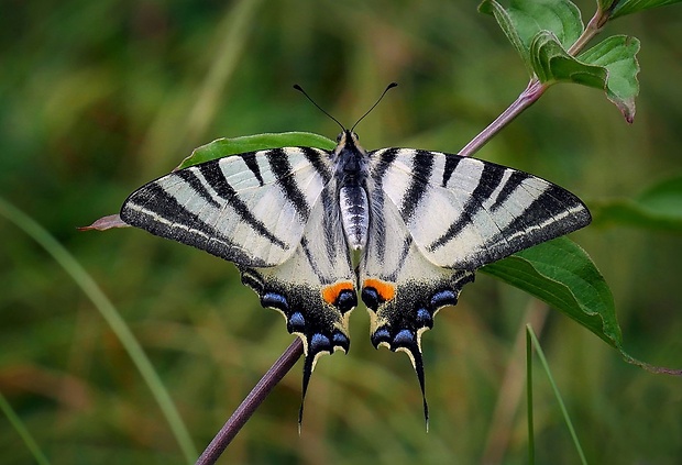 vidlochvost ovocný (sk) / otakárek ovocný (cz) Iphiclides podalirius (Linnaeus, 1758)