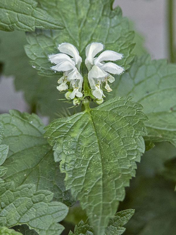 hluchavka biela Lamium album L.