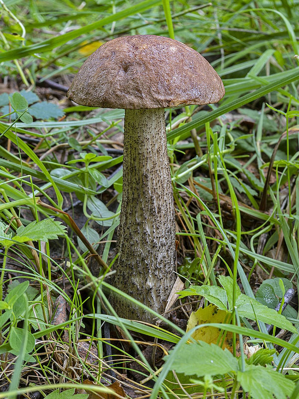 kozák brezový Leccinum scabrum (Bull.) Gray