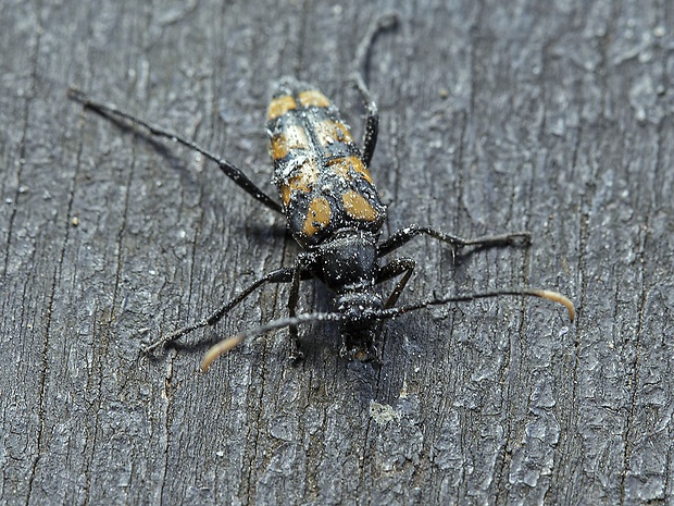 fuzáč štvorpruhový  Leptura quadrifasciata