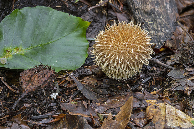 prášnica pichliačová Lycoperdon echinatum Pers.