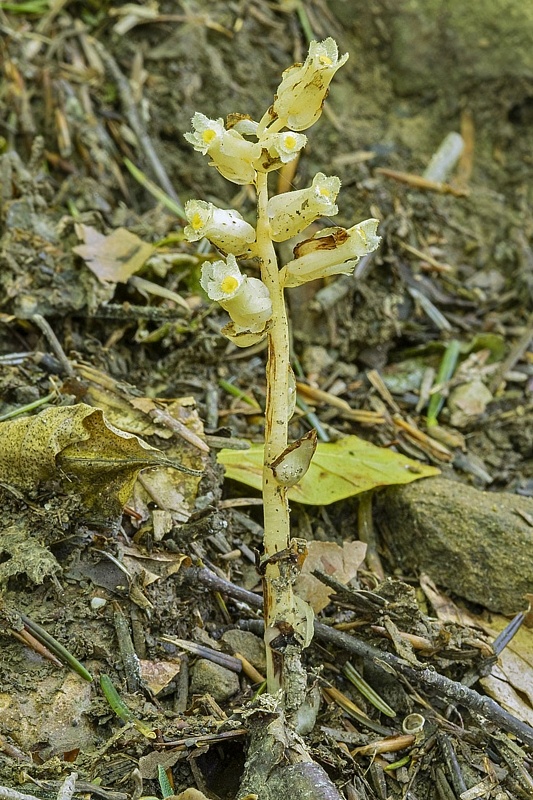 hniliak smrekový Monotropa hypopitys L.