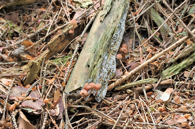 prilbička Mycena sp.