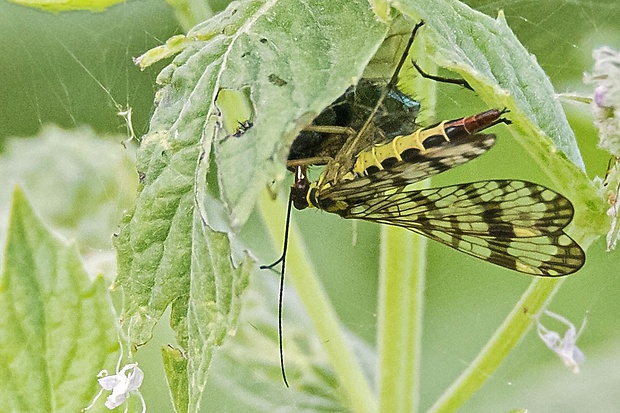 srpica obyčajná  Panorpa vulgaris