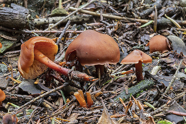 koreňovica matná Phaeocollybia jennyae (P. Karst.) Romagn.