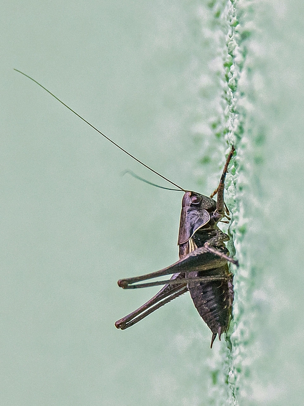 kobylka hnedkastá, samec Pholidoptera griseoaptera