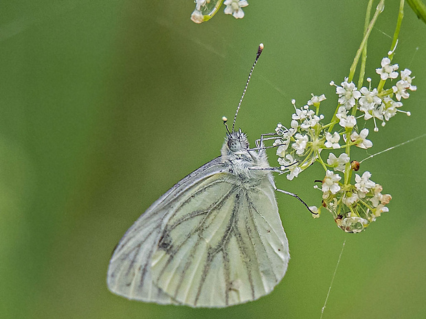 mlynárik repkový  Pieris napi