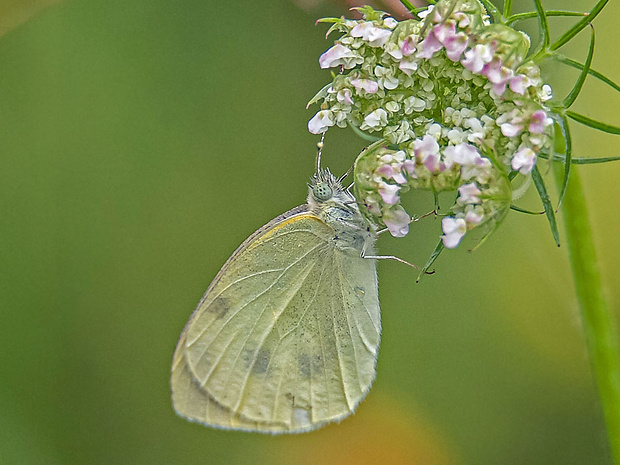 mlynárik repový  Pieris rapae