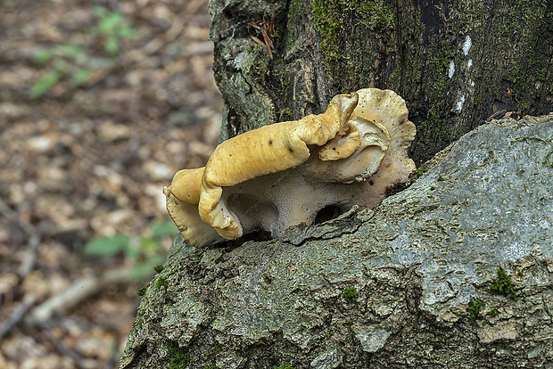 trúdnik Polyporus sp.