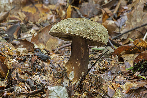 tmavohríb obyčajný Porphyrellus porphyrosporus (Fr. & Hök) E.-J. Gilbert