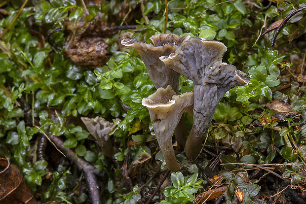 palievik kučeravý Pseudocraterellus undulatus (Pers.) Rauschert