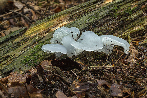 pajelenka želatínová Pseudohydnum gelatinosum (Scop.) P. Karst.