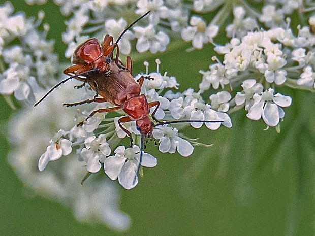 snehulčík žltý  Rhagonycha fulva