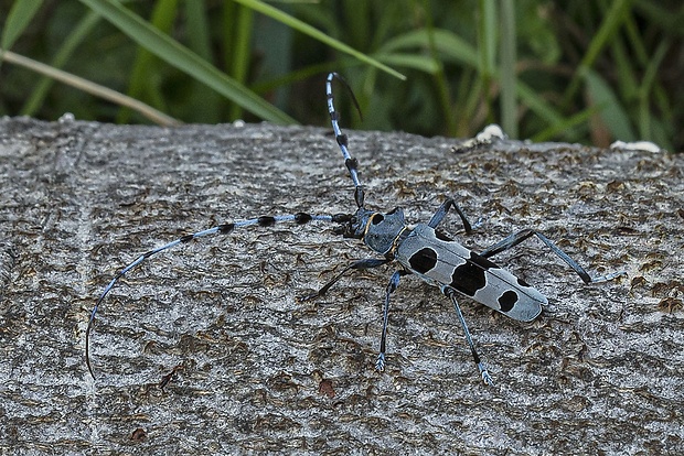 fuzáč alpský  Rosalia alpina