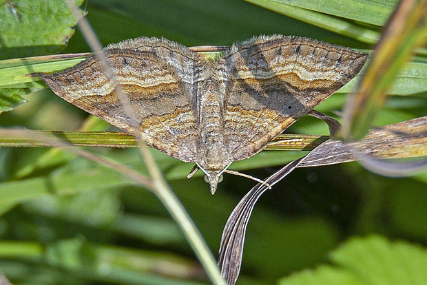 piadivka stoklasová  Scotopteryx chenopodiata