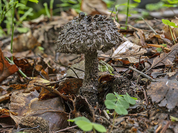 šiškovec šupinatý Strobilomyces strobilaceus (Scop.) Berk.