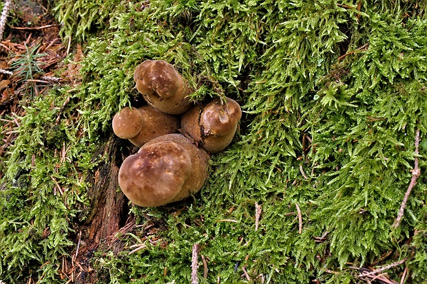 čechračka tmavohlúbiková Tapinella atrotomentosa (Batsch) Šutara