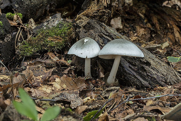 pošvovec menší Volvariella caesiotincta P.D. Orton