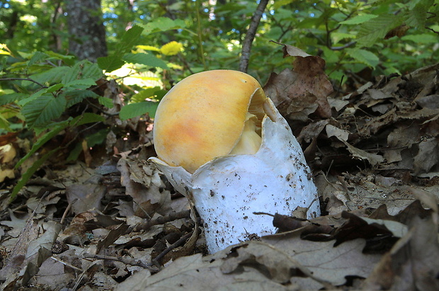 muchotrávka cisárska Amanita caesarea (Scop.) Pers.