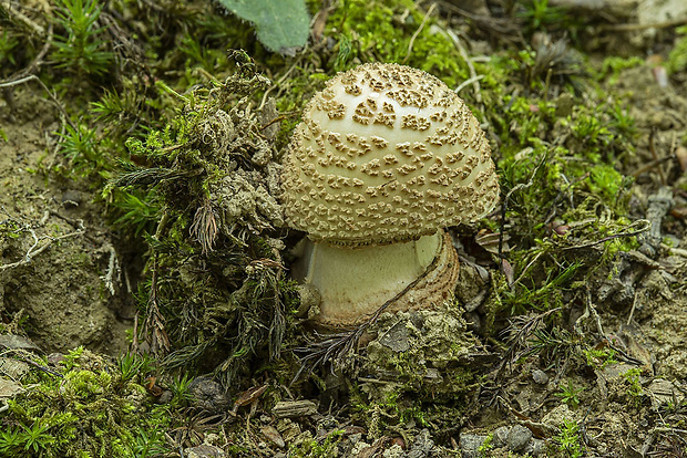 muchotrávka olivovohnedastá Amanita cf. franchetii (Boud.) Fayod