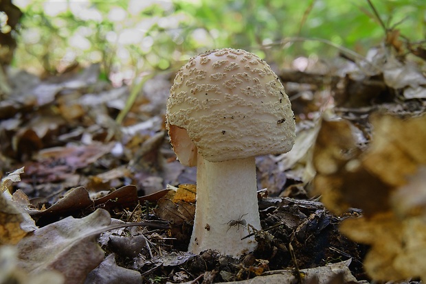 muchotrávka červenkastá Amanita rubescens Pers.